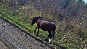 ClQKS1NuYXBjaGF0LzEzLjY1LjIuMCAoU00tUzkyOFc7IEFuZHJvaWQgMTYjUzkyOFdWTFU0Q1lJOSMzNjsgZ3ppcCkgVi9NVVNIUk9PTRCj/7z27AE=