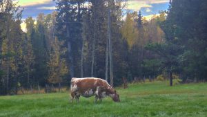 ClQKS1NuYXBjaGF0LzEzLjY1LjIuMCAoU00tUzkyOFc7IEFuZHJvaWQgMTYjUzkyOFdWTFU0Q1lJOSMzNjsgZ3ppcCkgVi9NVVNIUk9PTRCj/7z27AE=